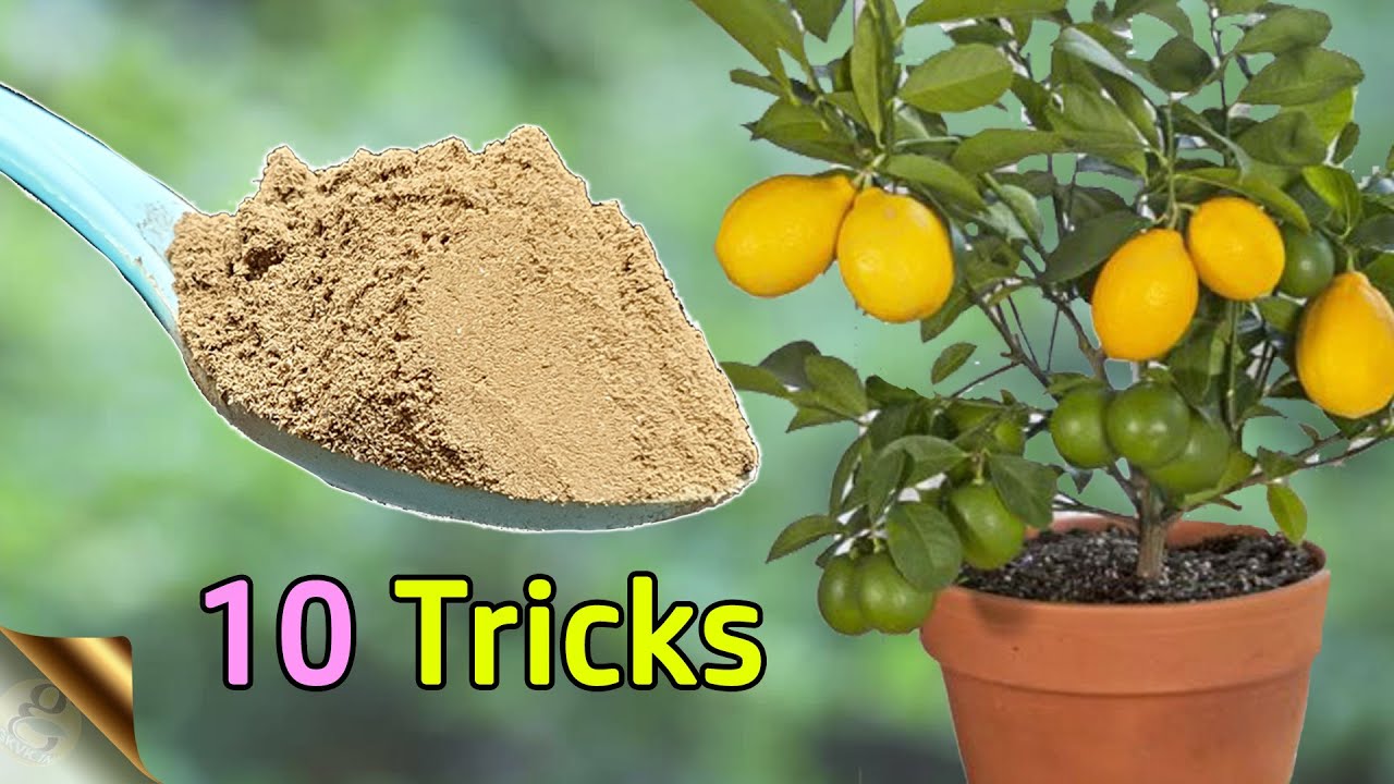 10 TRICKS TO GROW LOTS OF LEMONS | HOW TO GROW LEMON TREE IN POT | CITRUS TREE CARE