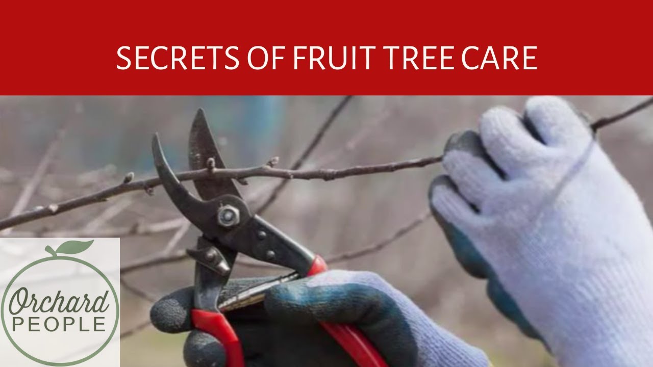 Three Secrets of Young Fruit Tree Care | Orchard People