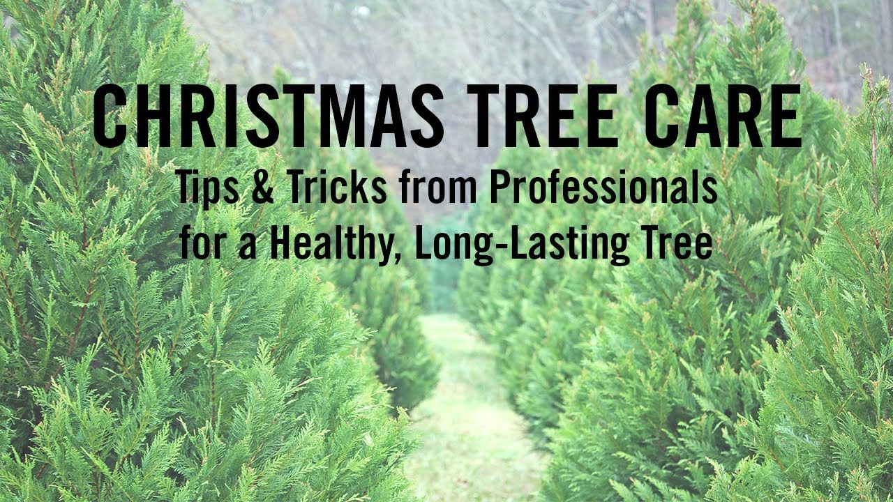 Ask A Professional: How to Care for Your Christmas Tree