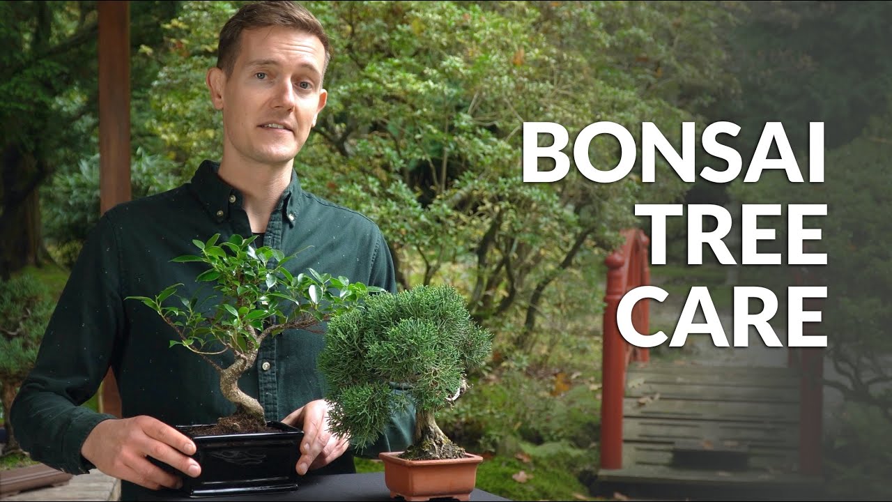 Bonsai tree care