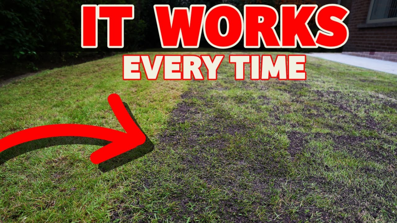 The secret to a thick lawn starts here // Beginner lawn care tricks