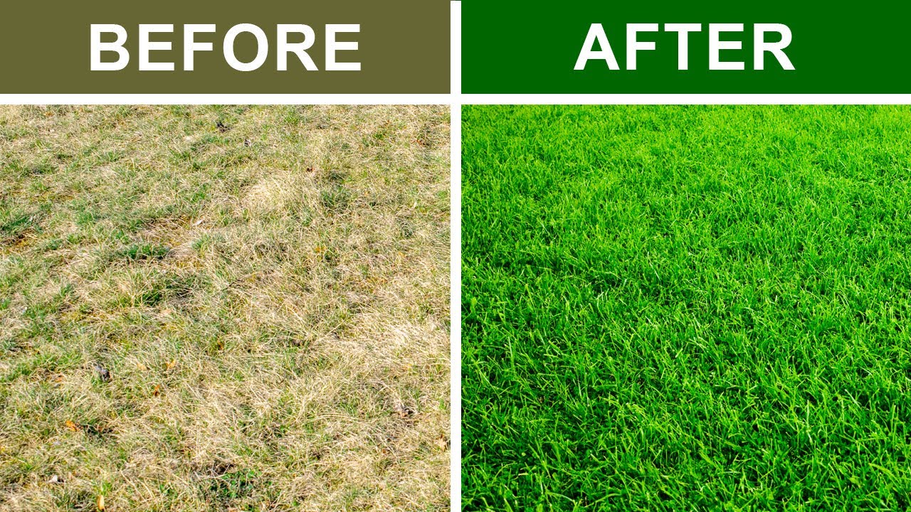 9 Secrets To Keep Your Lawn Green and Healthy