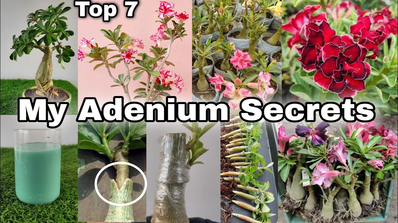 My 7 secrets to Adenium plant || Adenium plant Care