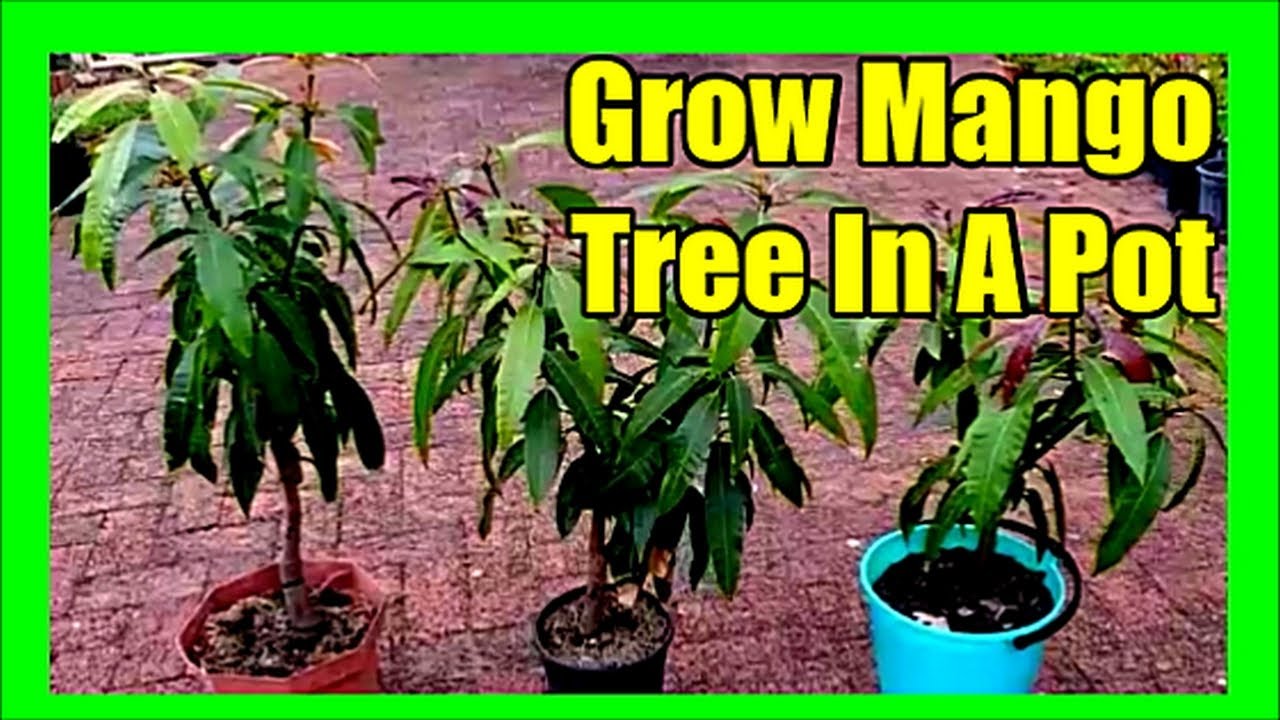 How to Grow Mango Tree in Pot [Essential Guide]